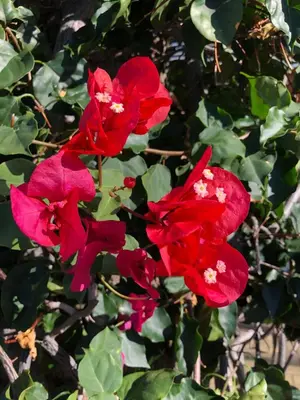 two red flowers on a bush with green leaves at Calheta Ocean View Apartment 2 - Air Condition in Estreito da Calheta