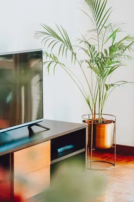 a potted plant sitting on a table next to a tv at Camoes Apartment by Atlantic Holiday in Funchal
