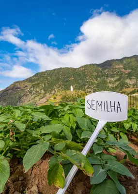 a white sign in a field of green plants at Quinta Vale Vitis in São Vicente