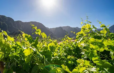 a view of mountains from a field of green vegetation at Quinta Vale Vitis in São Vicente