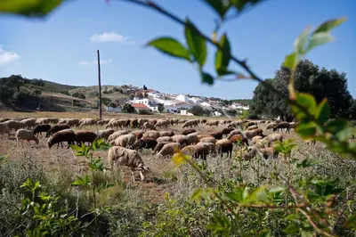 a herd of sheep grazing in a field at Casa Amado, Aldeia da Pedralva in Vila do Bispo