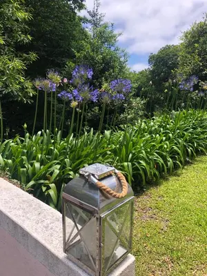 a garden with purple flowers and a glass box at Villa-sleeps2-garden-private park in Camacha