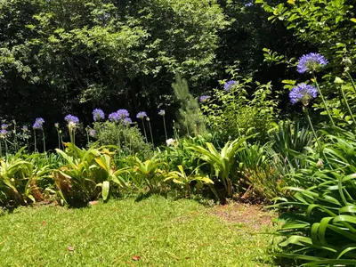 a garden with purple flowers and plants at Villa-sleeps2-garden-private park in Camacha