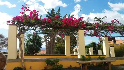 a pergola with pink flowers on it at Romantic Studio in Funchal
