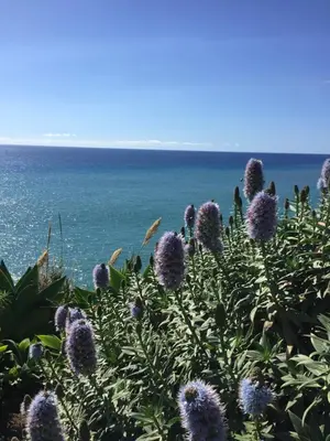 a field of purple flowers with the ocean in the background at Calheta Ocean View Family Apartment - Air Condition in Estreito da Calheta