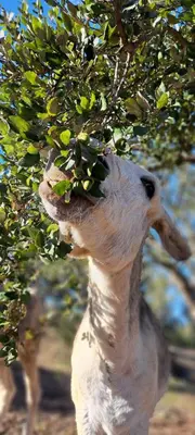 a baby bird is eating leaves from a tree at Ao Sabor do Vento (+12 ) in Aljezur