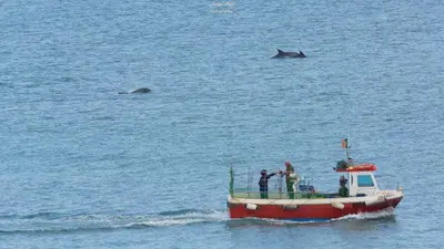 a group of people on a boat in the water with three dolphins at Lagos beach condo in Lagos