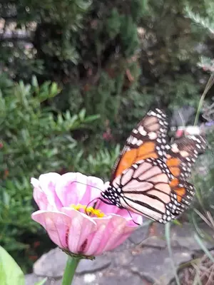 a monarch butterfly sitting on a pink flower at Paraíso Resiliente in Santana