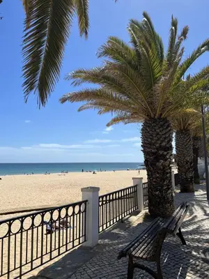a bench sitting under a palm tree on the beach at Fairway 3 Apartment - Boavista Golf & Spa Resort in Lagos