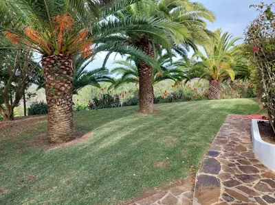a row of palm trees in a yard with grass at A House With a View in Aljezur