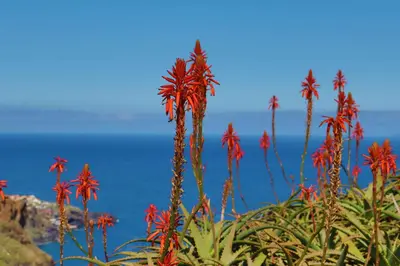 a group of red flowers in front of the ocean at Suites Pinto Coelho in Caniço
