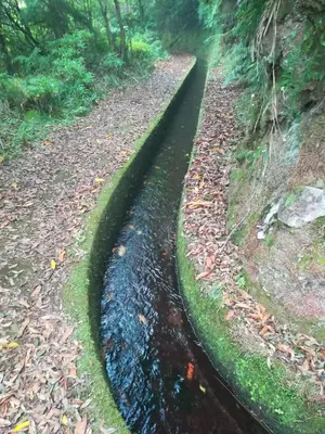 a stream of water in the middle of a forest at Cc39-Q4 in Funchal