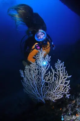 a diver is looking at a coral in the ocean at PuraVida Divehouse in Sagres