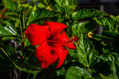 a red flower on a plant with green leaves at Apartamento Domingos in Arco da Calheta