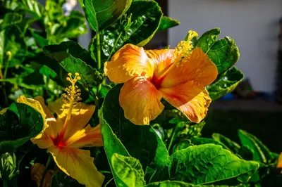 a close up of two orange flowers on a plant at Apartamento Domingos in Arco da Calheta