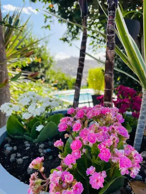 a bunch of pink flowers in a garden at The Farm House.23 in Funchal