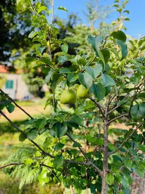 a tree with green apples growing on it at The Farm House.23 in Funchal