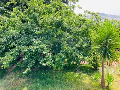 a tree with fruits on it in a field at The Farm House.23 in Funchal