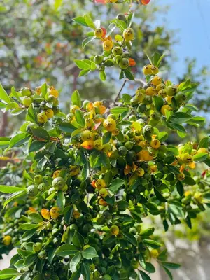 a tree with lots of yellow fruits on it at The Farm House.23 in Funchal