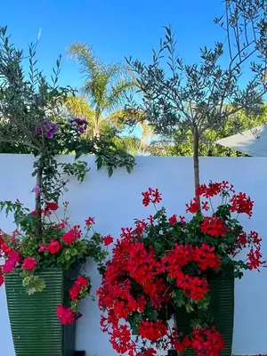 a bunch of flowers in a garden at Palm View Guesthouse, adults only in Luz