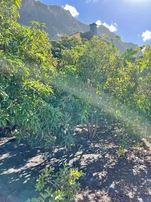 a sprinkler spraying water on top of a tree at Casa MaBu by Your Madeira Rentals in Paul do Mar