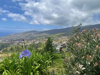 a view of a city from a field of flowers at Villa da Silva (Heated Pool and Private Parking) in Arco da Calheta