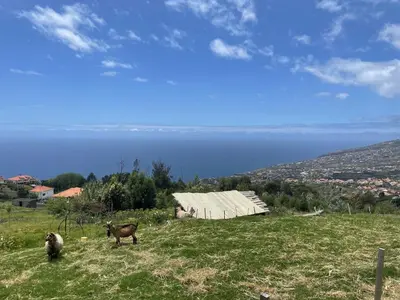 two animals standing in a field with a barn at Villa da Silva (Heated Pool and Private Parking) in Arco da Calheta