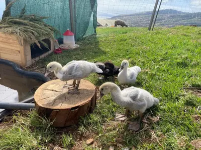a group of ducks standing on a tree stump at Villa da Silva (Heated Pool and Private Parking) in Arco da Calheta