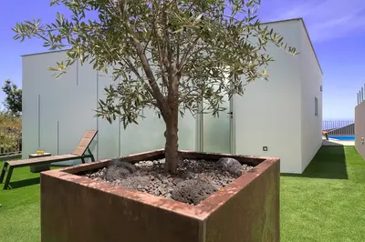 a tree in a planter next to a bench at Villa da Silva (Heated Pool and Private Parking) in Arco da Calheta