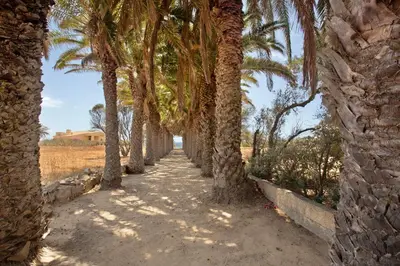 a row of palm trees on a dirt road at Casa de férias a 75 metros da praia in Campo de Baixo