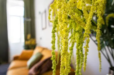 a bunch of yellow flowers hanging from a couch at Madeira Loft I - City Center in Funchal