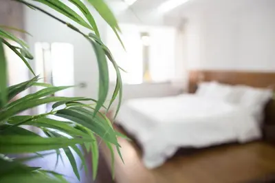 a bedroom with a white bed and a green plant at Madeira Loft I - City Center in Funchal