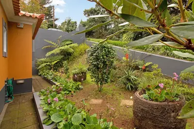 a garden with a bunch of plants at Casa Catarina in Santo da Serra