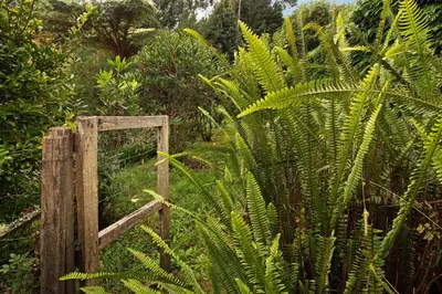 a wooden gate in a garden with plants at Casa Catarina in Santo da Serra