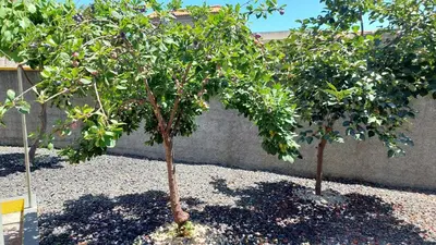 two trees in front of a wall at Villa Strelitzia in Funchal
