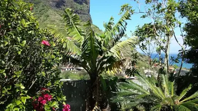 a tropical garden with palm trees and flowers at House pc in Porto da Cruz