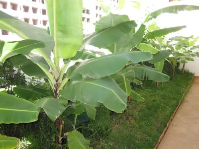 a row of banana trees in a garden at Villa Hansen in Garajau - Cristo Rei in Caniço
