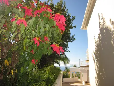 a tree with red flowers on it next to a house at Villa Hansen in Garajau - Cristo Rei in Caniço