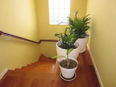 three potted plants are sitting on a stair case at Villa Hansen in Garajau - Cristo Rei in Caniço
