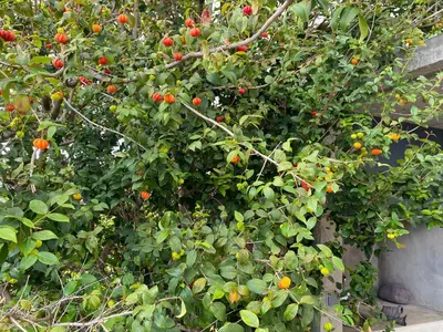 a bush with lots of red fruit on it at CASA DA PITANGA in Jardim do Mar
