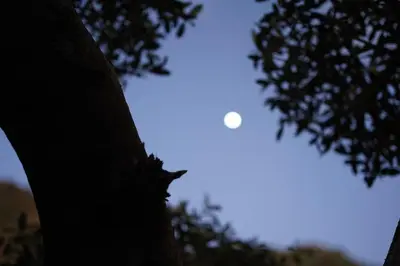 a close up of a tree with the moon in the background at Sunset Avenue for couple w/ jacuzzi spa hot water in Paul do Mar
