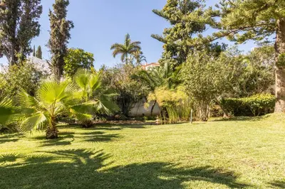 a yard with palm trees and a house at Villa Echium T2 in Caniço