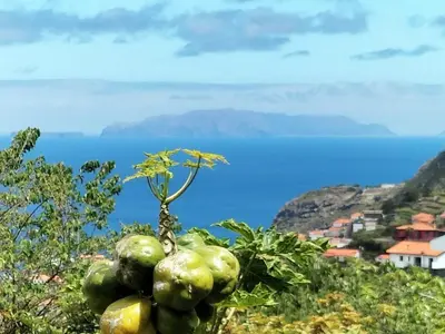 a plant growing on top of a hill with the ocean at Sea Mountain House in Machico