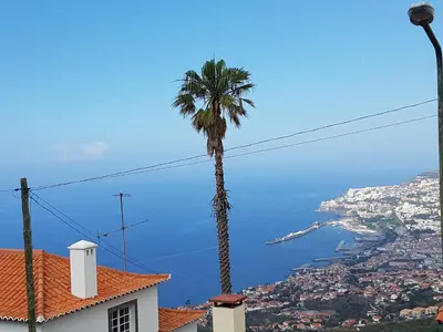 a palm tree and a view of the ocean at Slice of Paradise- Palheiro de Golf in Funchal