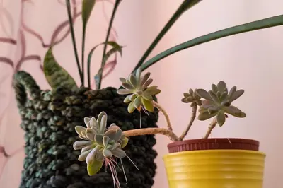 two vases with plants in them on a table at Jardim Sol Holiday Apartment in Funchal