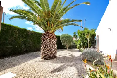 a palm tree sitting in the middle of a garden at Casa Da Bauhinia in Aljezur