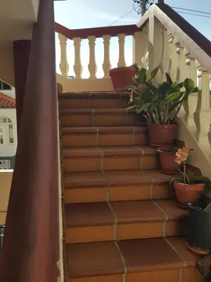 a set of stairs with potted plants on them at Casa MAR in Madalena do Mar