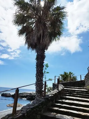a palm tree on a stairway next to the ocean at MCStylo - Varandas Falésia in Caniço