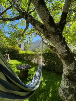 a hammock hanging from a tree in a yard at Casa da Nogueira in Porto Moniz