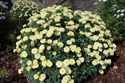 a bunch of yellow flowers in a garden at Moradia Stephanie in Funchal